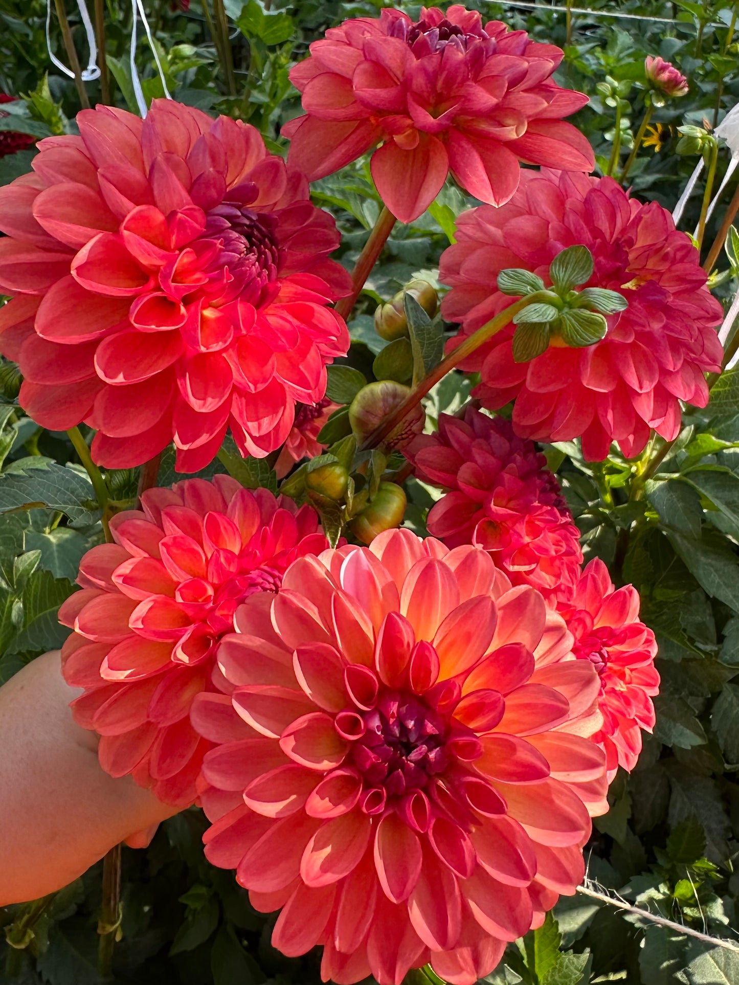 Doodlebug Dahlia Tuber