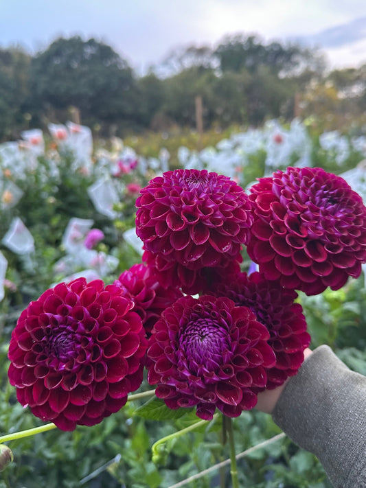 Ivanetti Dahlia Tuber