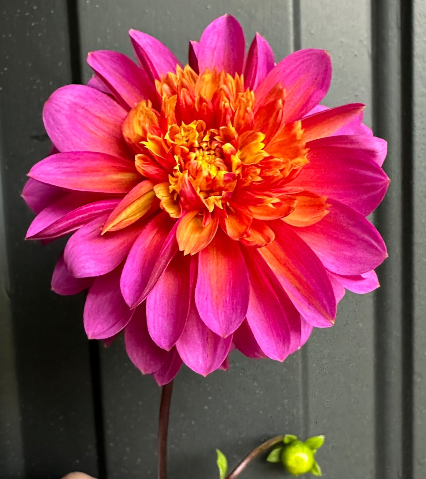 Wannabee Dahlia Tuber