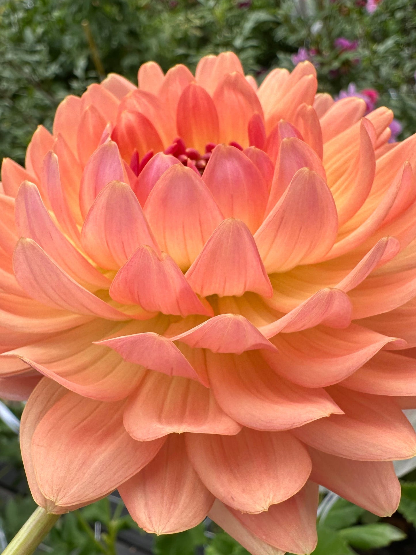 Fawn Dahlia Tuber (Limit One)