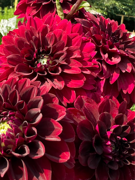 Claire Bulk Dahlias