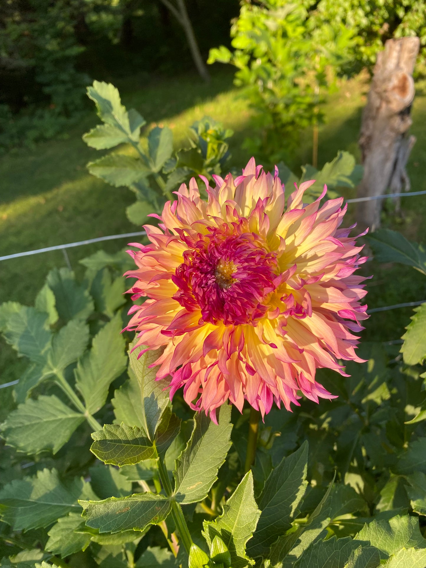 Myrtle's Folly Dahlia Tuber