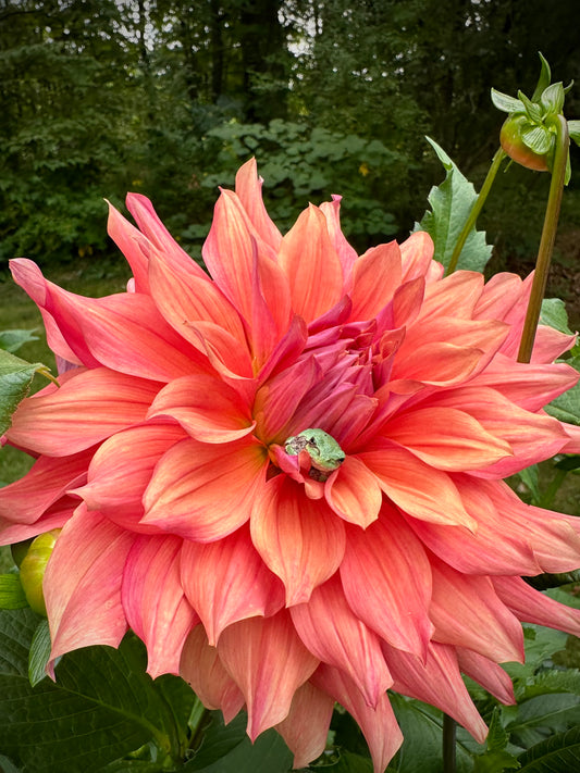 Belle of Barmera Dahlia Tuber