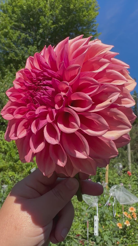 Orange Globe Dahlia Tuber
