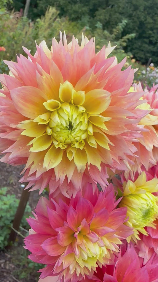 Kogane Fubuki Dahlia Tuber