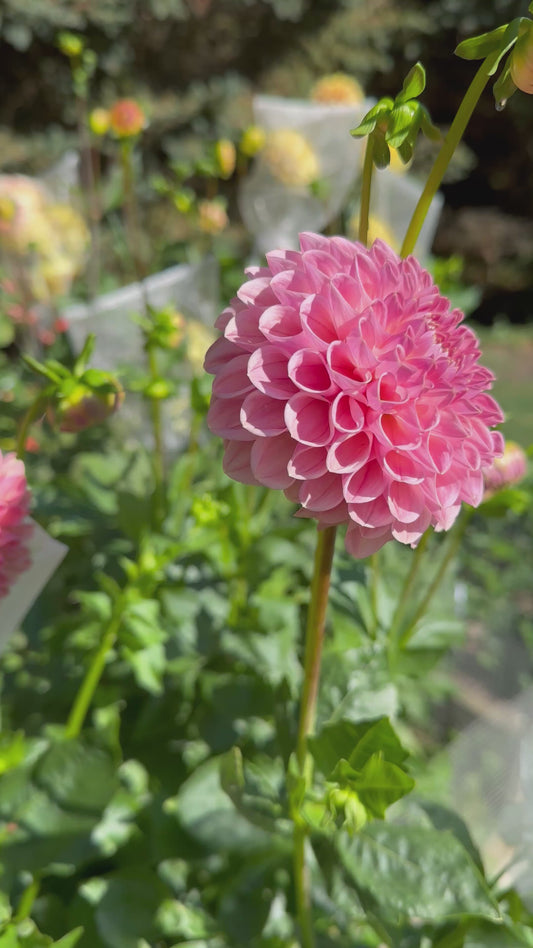 Clearview Peachy Dahlia Tuber